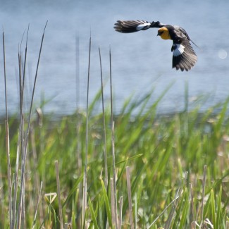 black and yellow bird in flight by a lake