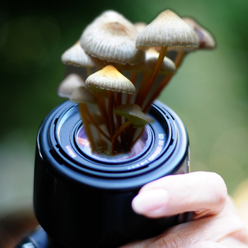 fungus growing lens