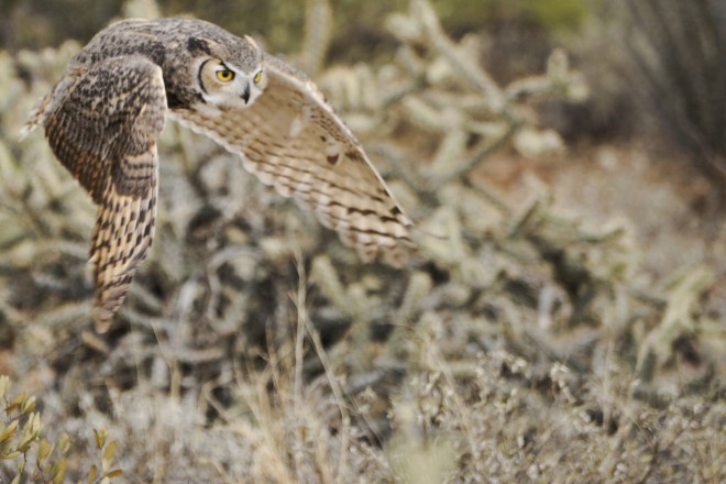 Owl in flight